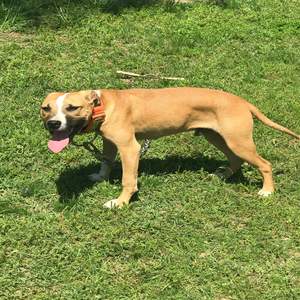 Eppinette kennels puppies deals for sale