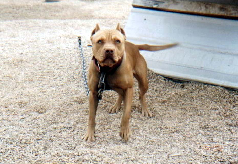 Eppinette kennels puppies for sale sale