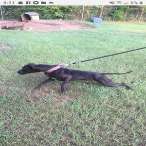 ONLINE PEDIGREES 719357 BC KENNELS BADD NEWZ
