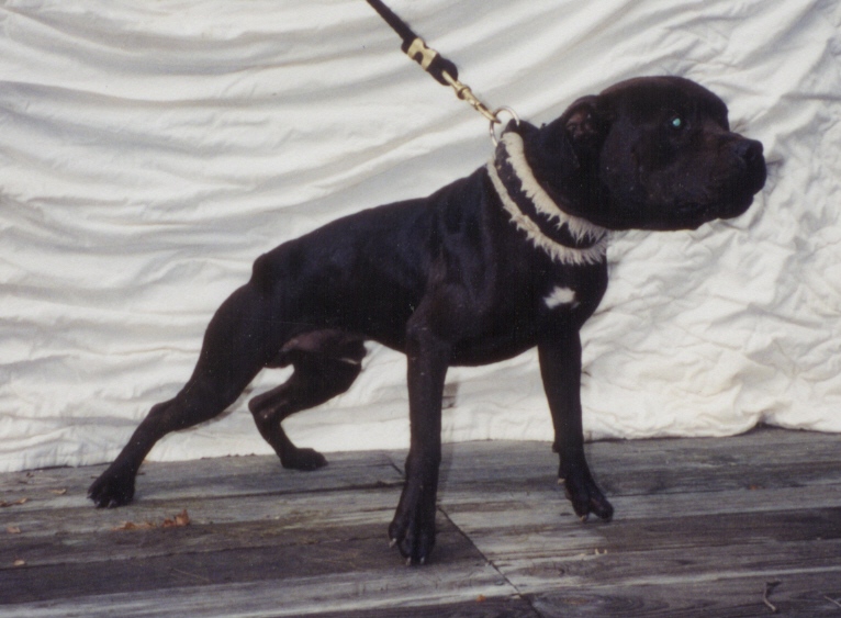 Apbt bloodlines jeep #1