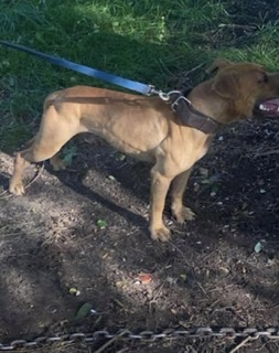 Apbt shop peds online