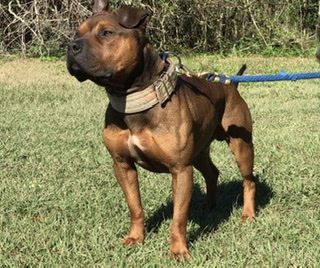 Floyd boudreaux best sale pitbulls