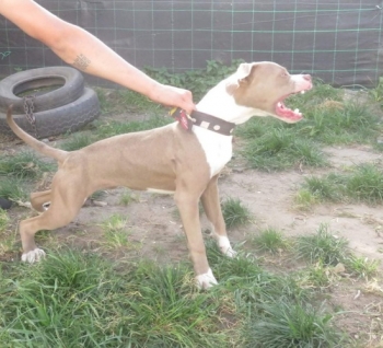Hemphill pitbull kennels top