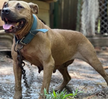 Jeep pitbull pedigree online