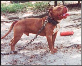 Lonzo shop pitbull kennels