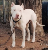 white apbt