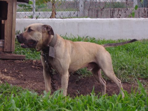 Pedigree Database BELIZEAN BOYS WILDSIDE DYNAMITE