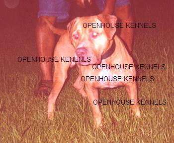 open house kennels