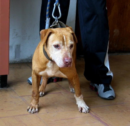 Pat shop patrick apbt