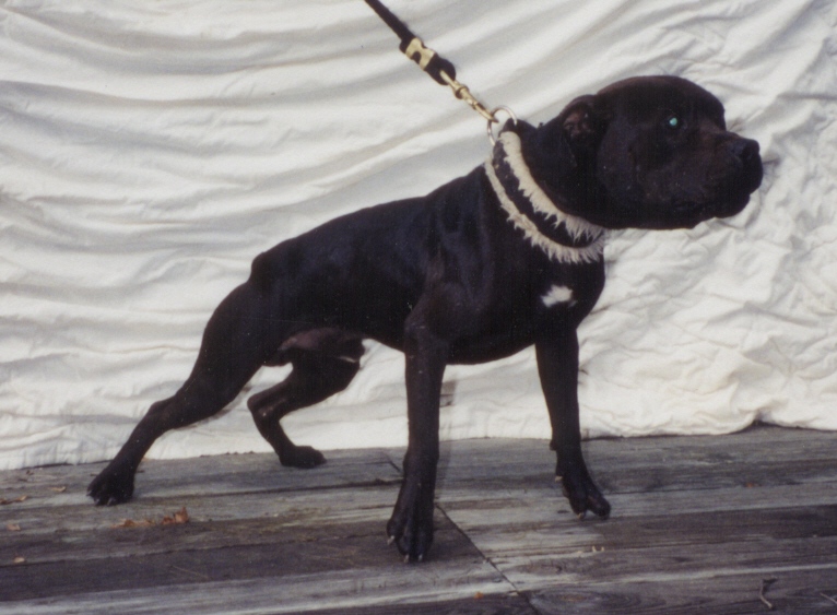 ONLINE PEDIGREES 72520 ST. BENEDICT S BAILEY