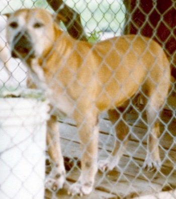Boomerang apbt hotsell