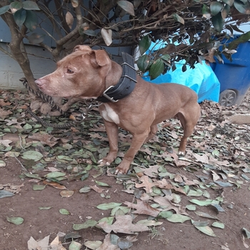 Hulk pitbull pedigree sale